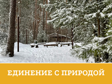 Смешанный лес